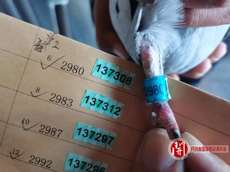 2021年开创者铁鹰四关北京西部赛区第三关验鸽现场和入户查棚图片