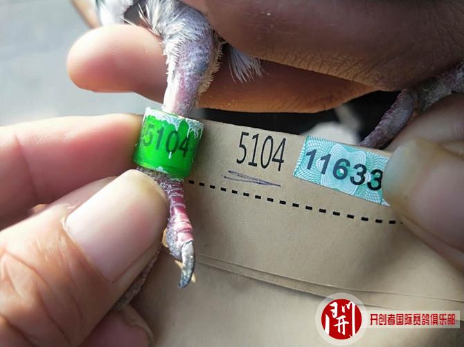2020年世界杯开创者铁鹰四关四关综合前十名验鸽图片欣赏